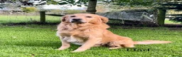 Golden Retriever dogs for sale: KC Reg Golden Retriever Puppies Health Tested  - Advert 4