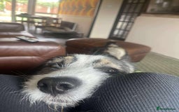 Mixed Breed dogs for adoption: Ringo is looking for a new home - Image 10