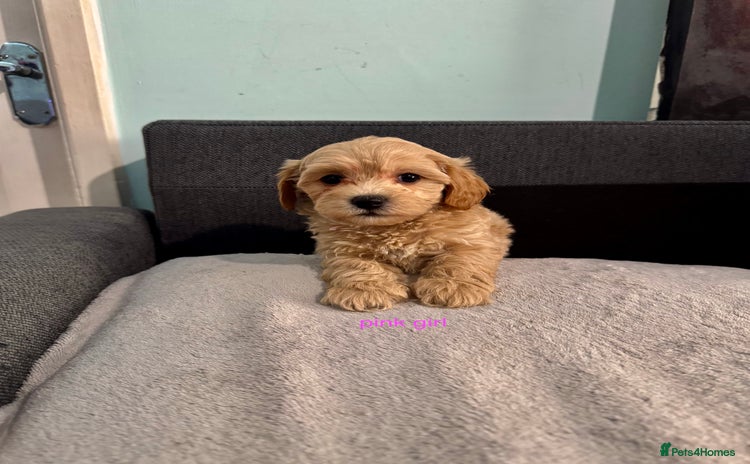 Maltipoo dogs - Advert 1