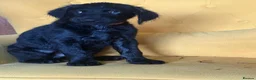 Labradoodle dogs for sale: Labradoodle Puppies - Advert 21
