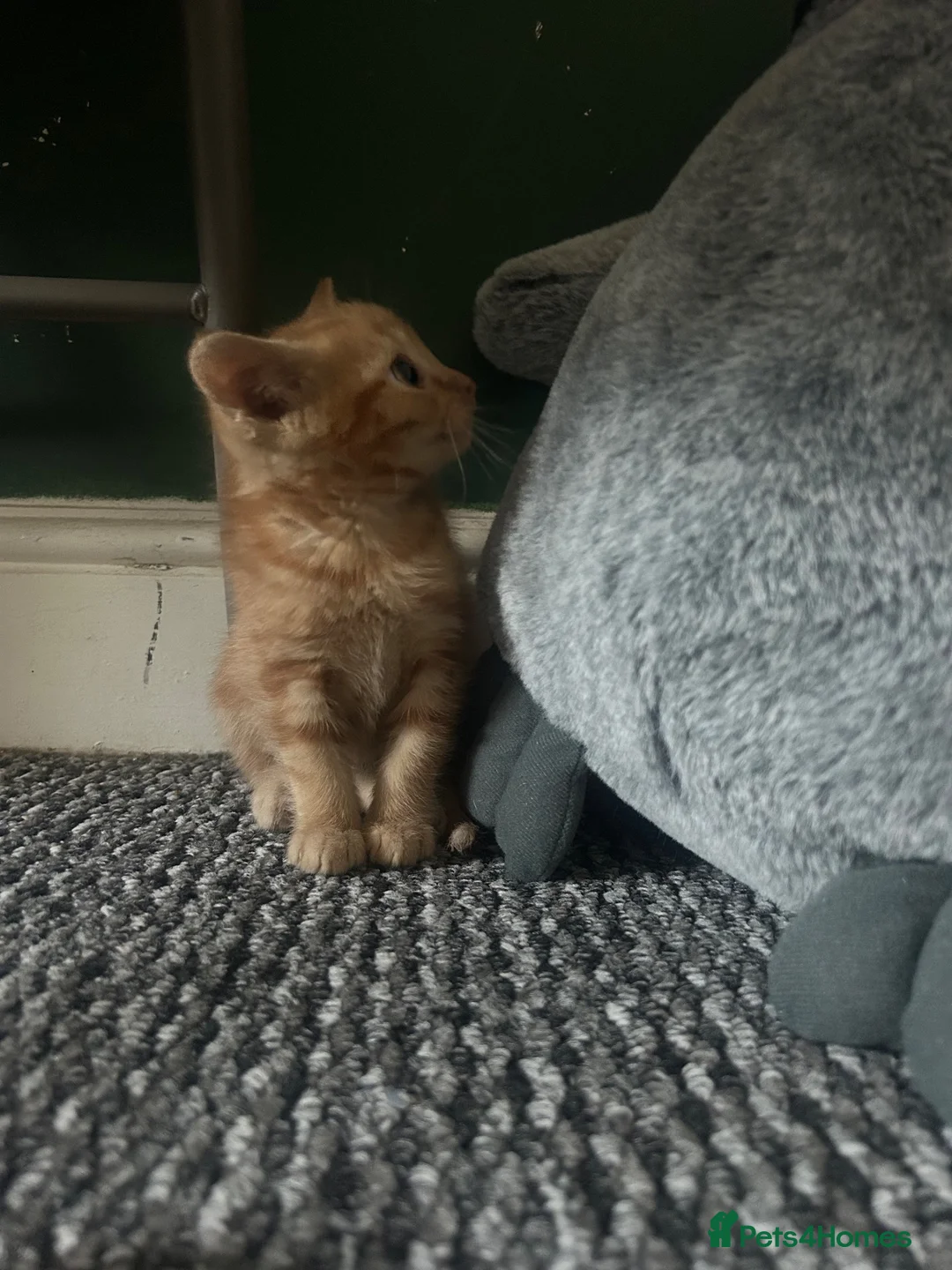 Mixed Breed cats for sale: Rare ginger female kitten  - Advert 2