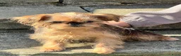 Griffon Bruxellois dogs for sale: Top Quality KC Reg Rough Coated Griffon Bruxellois - Advert 1