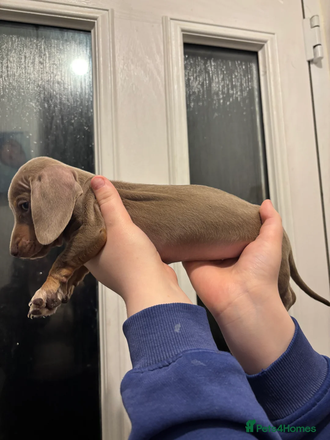 Dachshund dogs for sale: Dachshund looking for forever home  - Advert 4