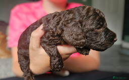 Cockapoo dogs for sale: Cockapoo puppies 2LEFT - Image 16