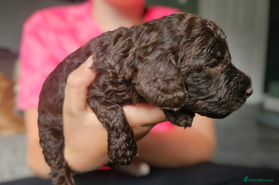 Cockapoo dogs for sale: Cockapoo puppies 2LEFT - Image 16