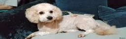 Mixed Breed dogs for sale: Maltipoo x Cockapoo Puppies  in Grimsby - Advert 1