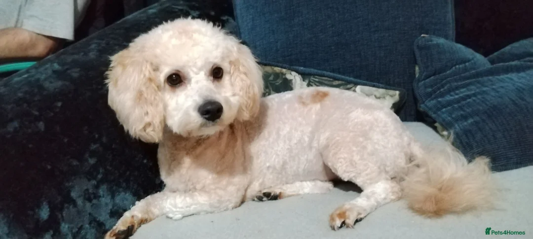 Mixed Breed dogs for sale: Maltipoo x Cockapoo Puppies  in Grimsby - Advert 1