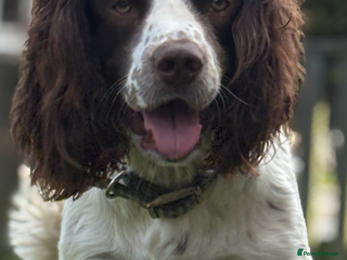 Field Spaniel dogs in Spennymoor - Advert 2
