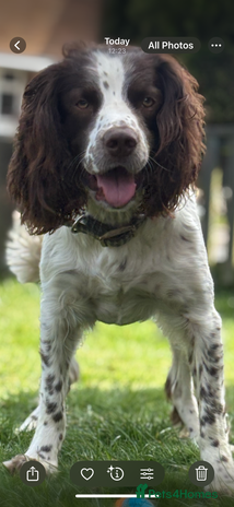 Field Spaniel dogs in Spennymoor - Advert 2