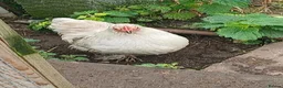 Chickens poultry for sale: Female pekin bantam  - Advert 2