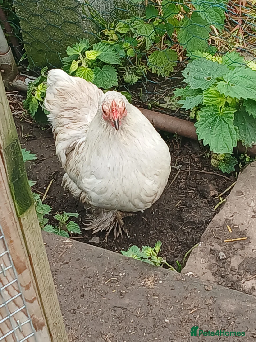 Chickens poultry for sale: Female pekin bantam  - Advert 2