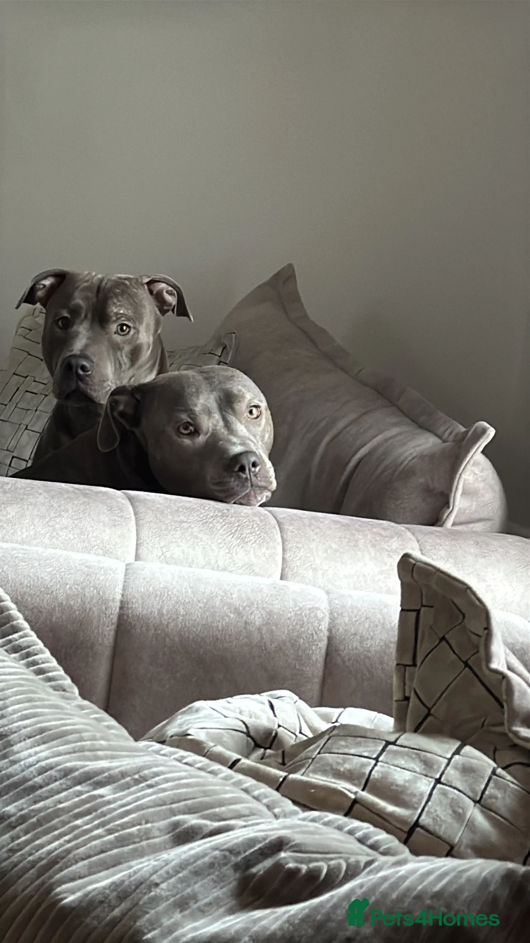 Staffordshire Bull Terrier dogs for sale: Blue Staffordshire bull terrier puppies in Hull - Advert 10