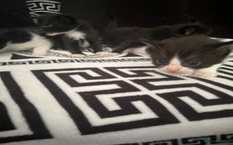 Mixed Breed cats for sale: Toxido kittens  - Image 32