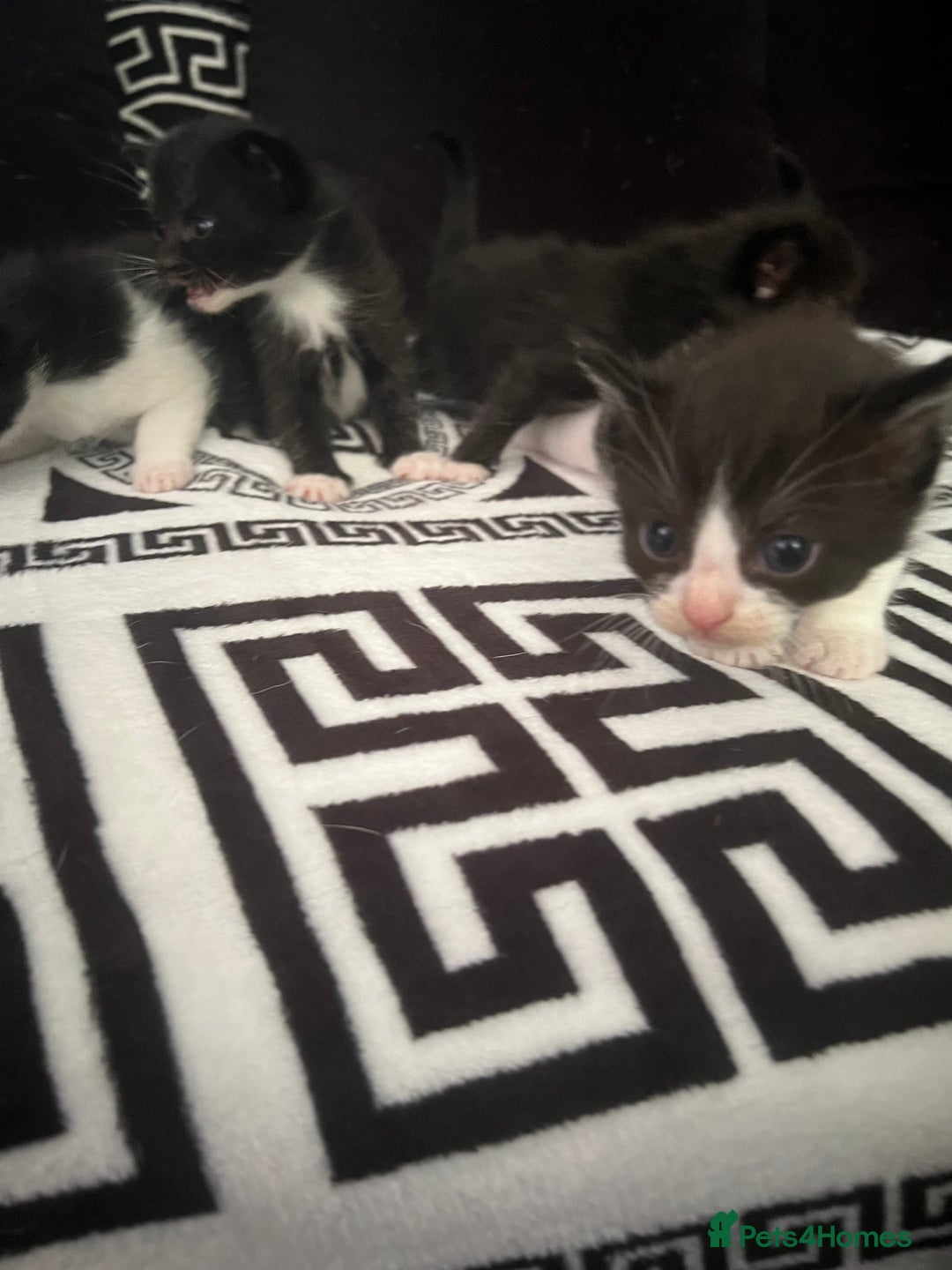 Mixed Breed cats for sale: Toxido kittens  - Image 32