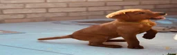 Labrador Retriever dogs for sale: Mahogany fox red Labrador  - Advert 11