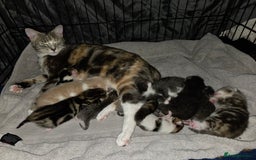 Mixed Breed cats for sale: Kittens ready now  - Image 15
