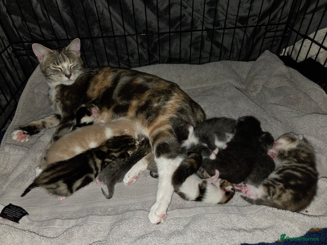 Mixed Breed cats for sale: Kittens ready now  - Image 15