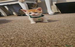 British Shorthair cats for sale: Beautiful Bengal x Calico Kittens - Image 7