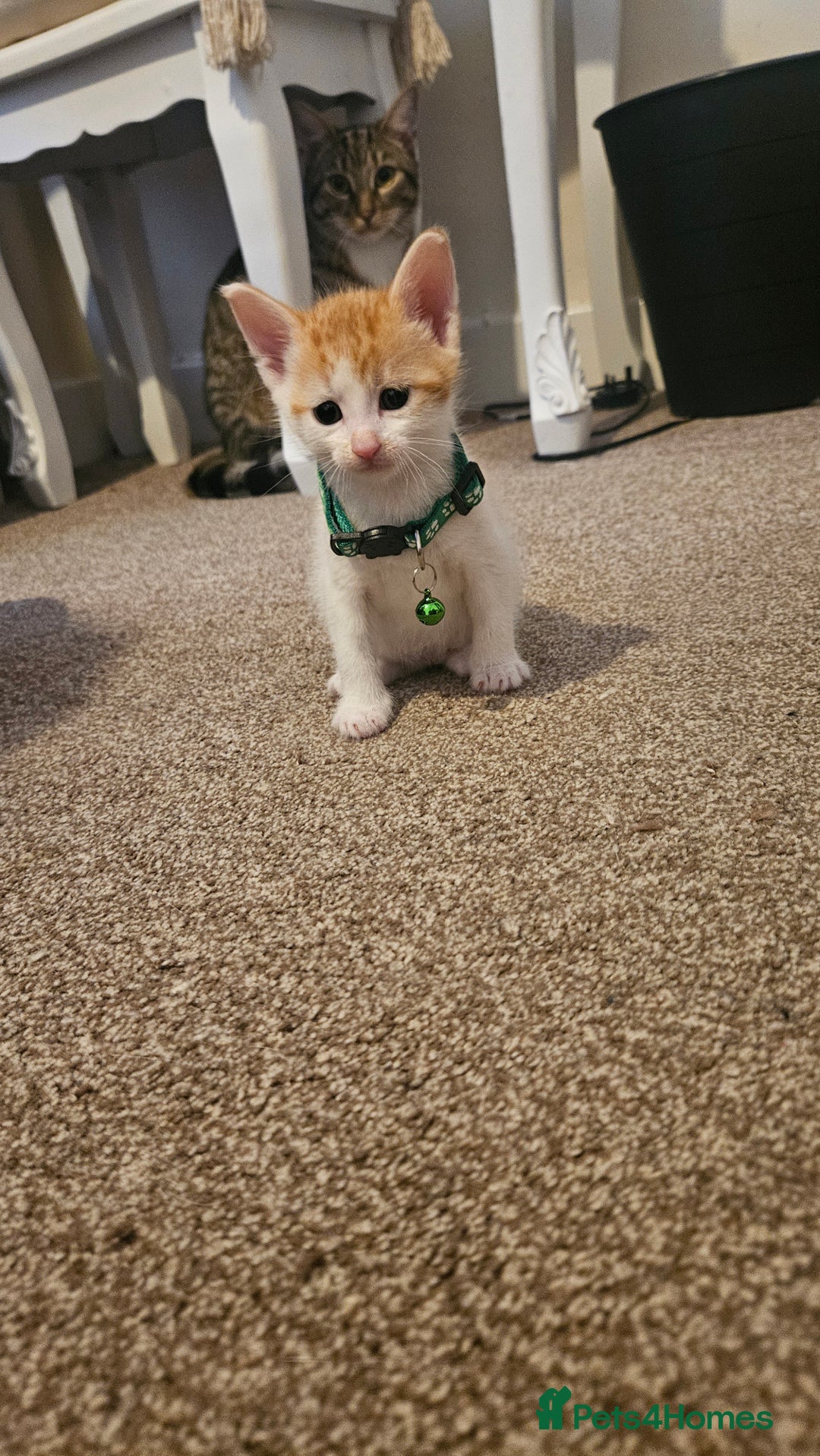 British Shorthair cats for sale: Beautiful Bengal x Calico Kittens - Image 7