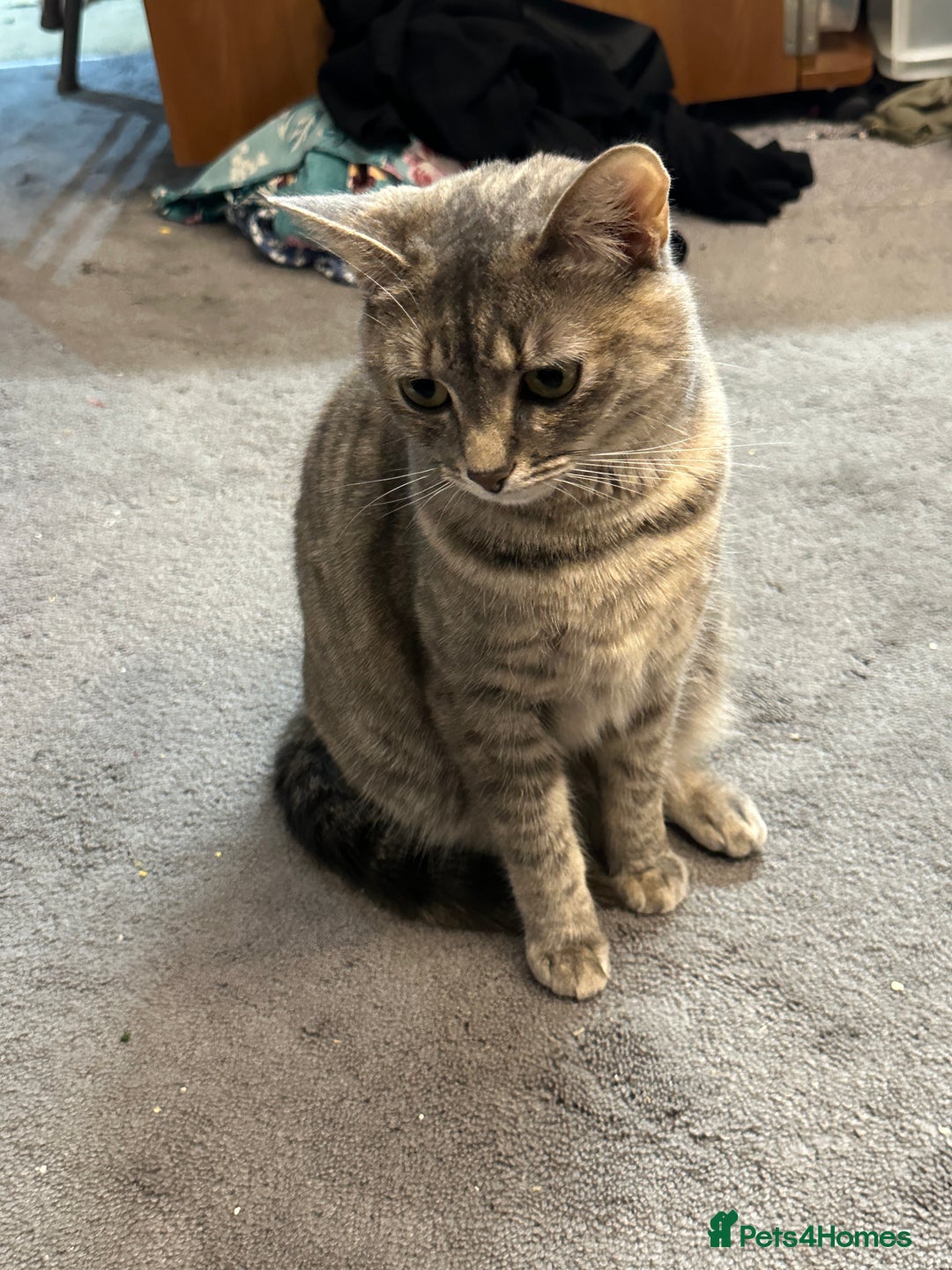 Mixed Breed cats for sale: Torbie Arabian Mau X BSH - Advert 11