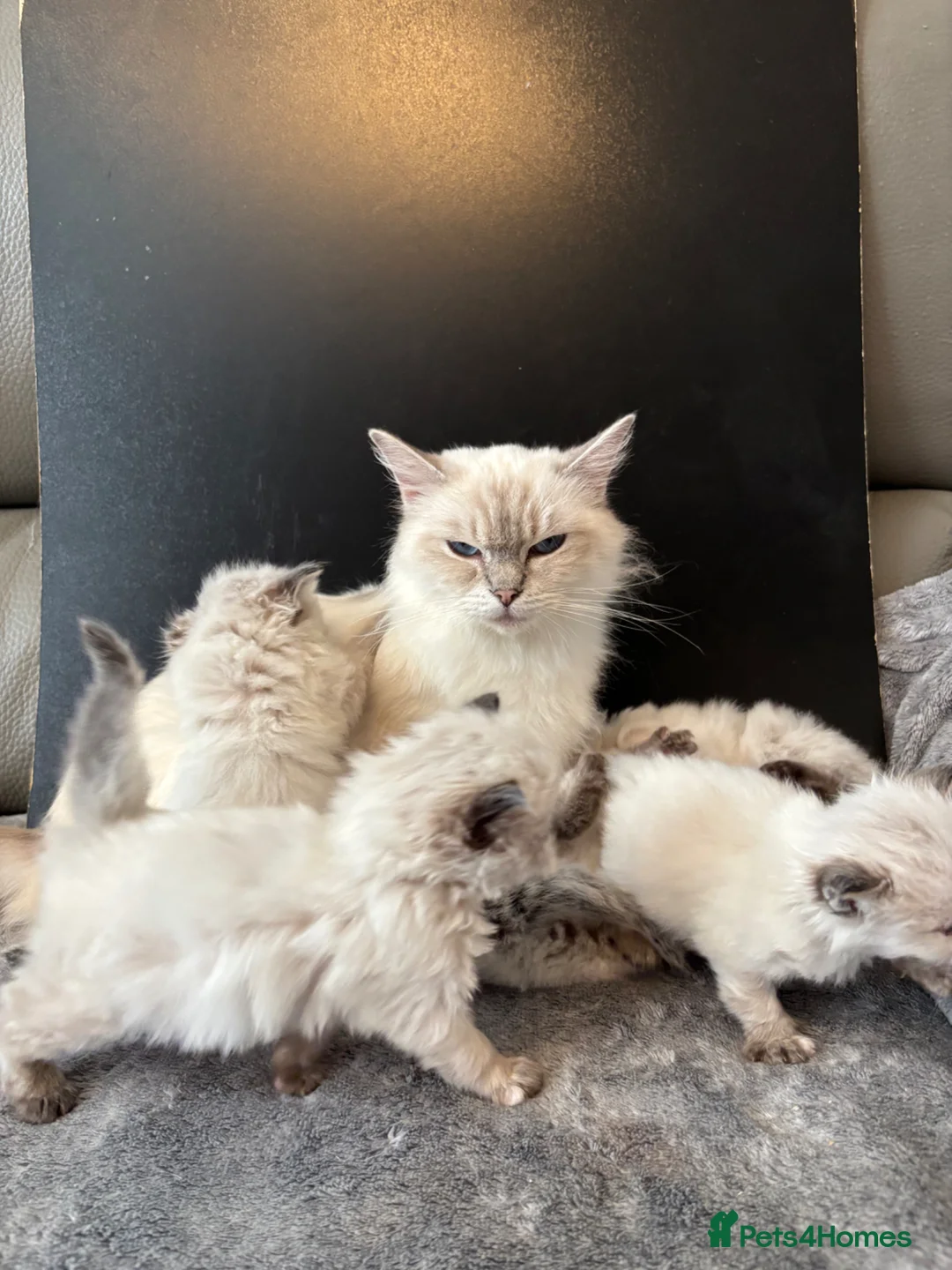 Ragdoll cats for sale: Stunning seal ragdoll male ready soon  - Advert 22