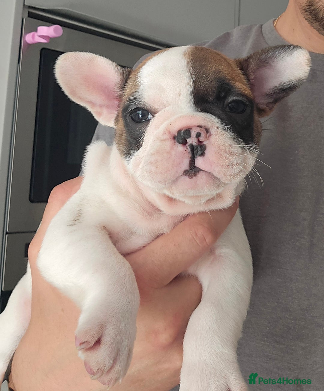 French Bulldog dogs for sale: Adorable Frenchie Puppies Seeking Forever Homes - Image 9