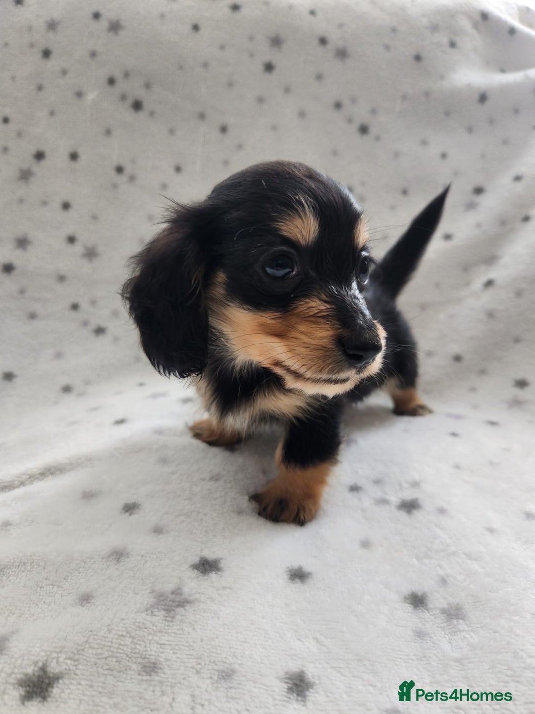 Miniature Dachshund dogs for sale: Kc Registered Long Haired Miniature Dachshunds - Advert 6