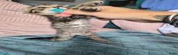 Mixed Breed cats for sale: Norwegian Forest Cat X Kittens  - Advert 7