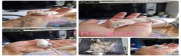 Mouse rodents for sale: Breeding fancy mice plus setups. PET HOME ONLY - Advert 4