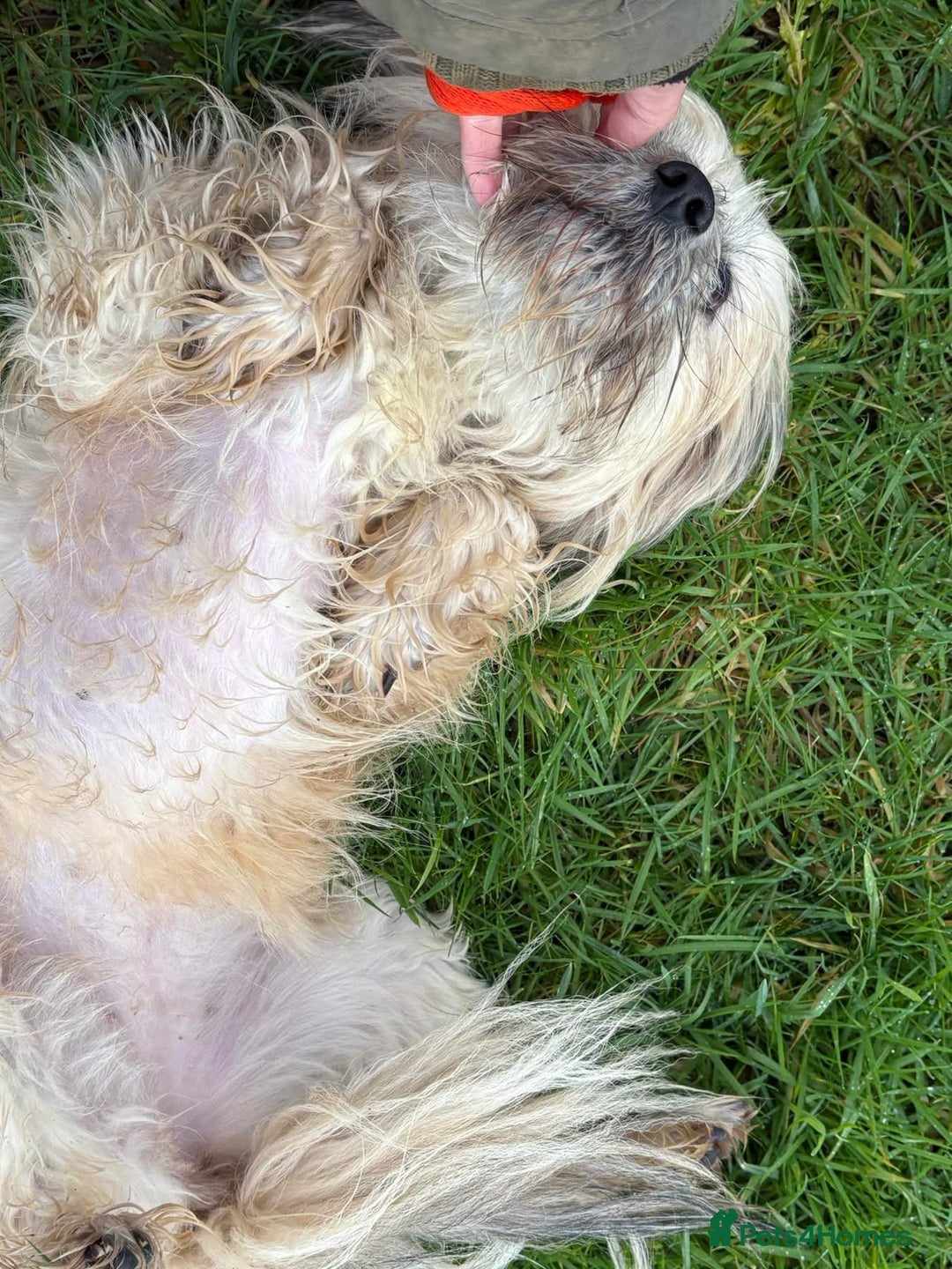 Mixed Breed dogs for adoption: Alison - Norwich Norfolk  - Advert 16