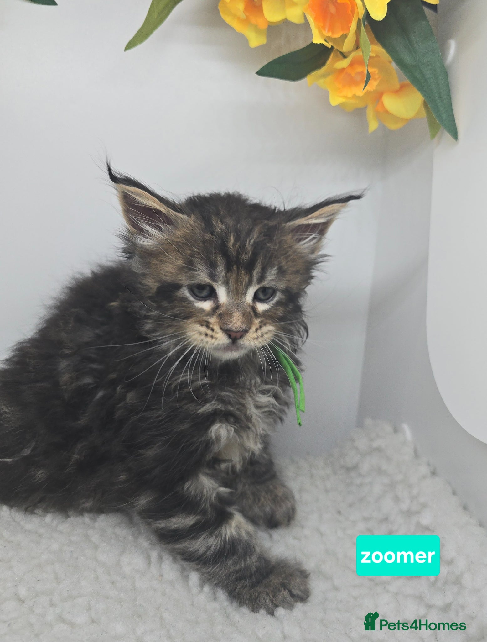 Maine Coon cats Stunning Maine Coon Kittens - LAST TWO! - Advert 1