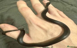 King Snake reptiles for sale: Male Mexican Black King Snake & Enclosure - Image 2