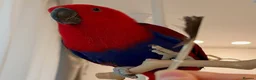 Parrots birds for sale: Parrots Available – Friendly & Well Socialized in Swansea - Advert 5