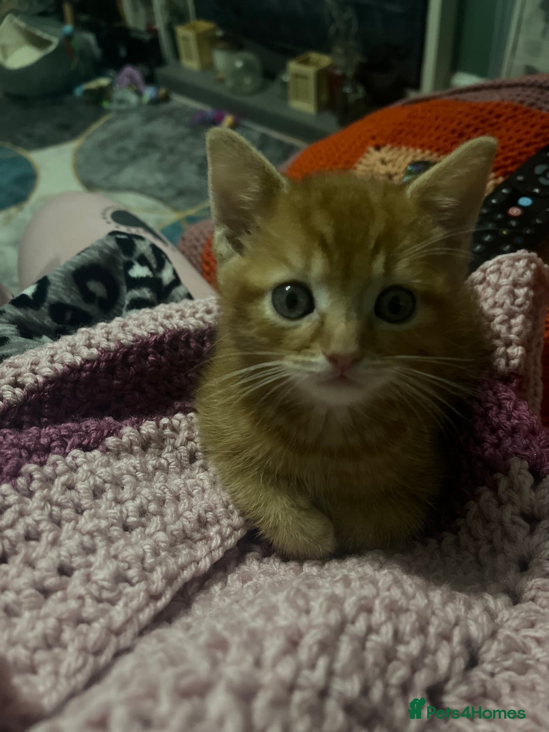 Domestic Shorthair cats for sale: Tabby kittens - Image 9