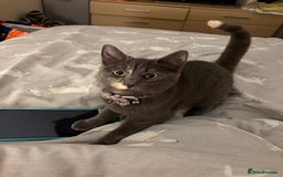 Mixed Breed cats for sale: 1 year old female cat - Image 3