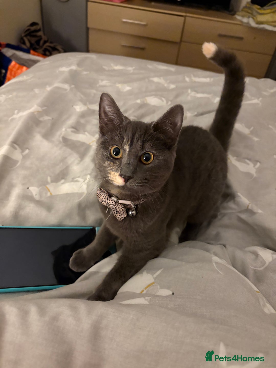 Mixed Breed cats for sale: 1 year old female cat - Image 3