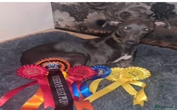 Whippet dogs for sale: KC Registered Blue Whippets - Image 15