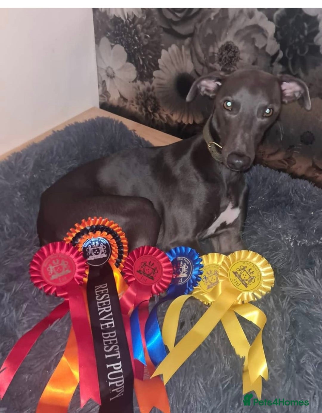 Whippet dogs for sale: KC Registered Blue Whippets - Image 15