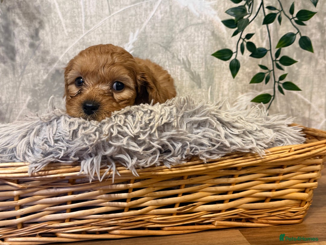 Cavapoo dogs for sale: Beautiful F1 Cavapoos  - Advert 19