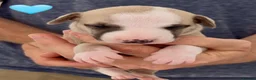 Whippet dogs for sale: KC reg healthy, sweet, gentle whippet pups - Advert 10