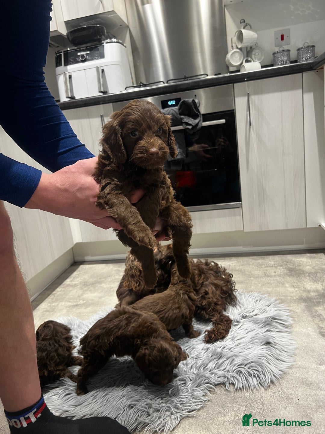 Cockapoo dogs for sale: 4 beautiful cockapoo puppies - Advert 9