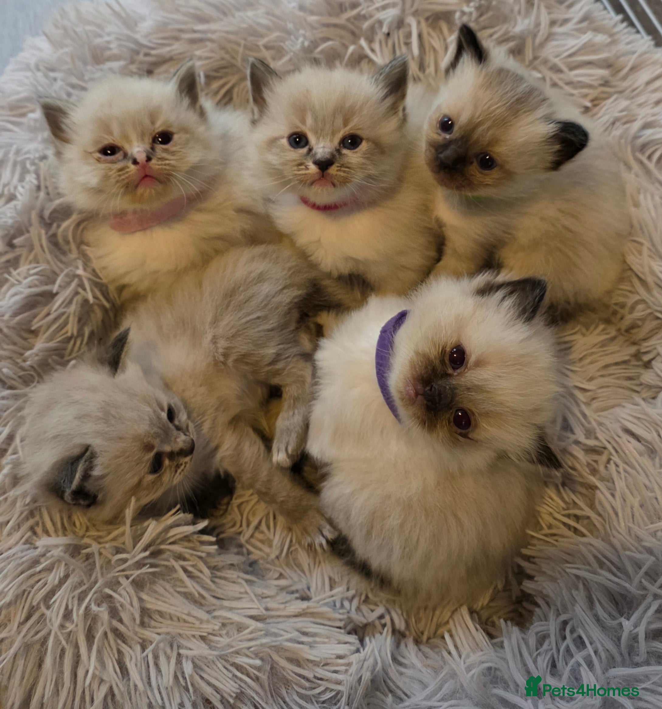 Ragdoll cats Gorgeous Ragdoll Kittens - Advert 2