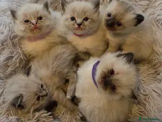 Ragdoll cats Gorgeous Ragdoll Kittens - Advert 2