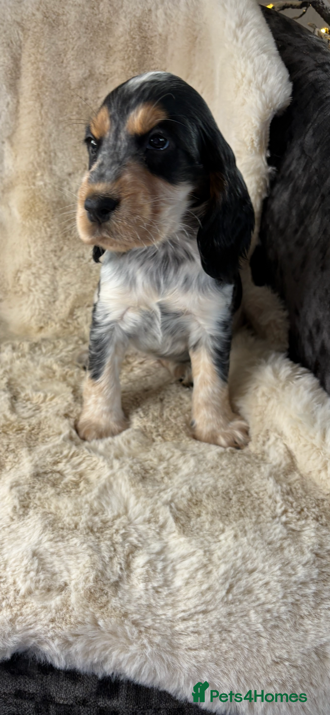 Cocker Spaniel dogs for sale: Health tested cocker spaniel puppies  - Advert 24