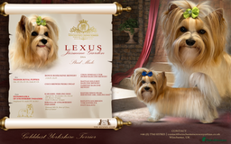 Yorkshire Terrier dogs for sale: ❤️ Champion heritage KC reg.PEDIGREE puppies! 🐶❤️ - Image 37