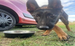 Belgian Shepherd Dog dogs for sale: 6x Malinois Puppies for Adoption - Image 3