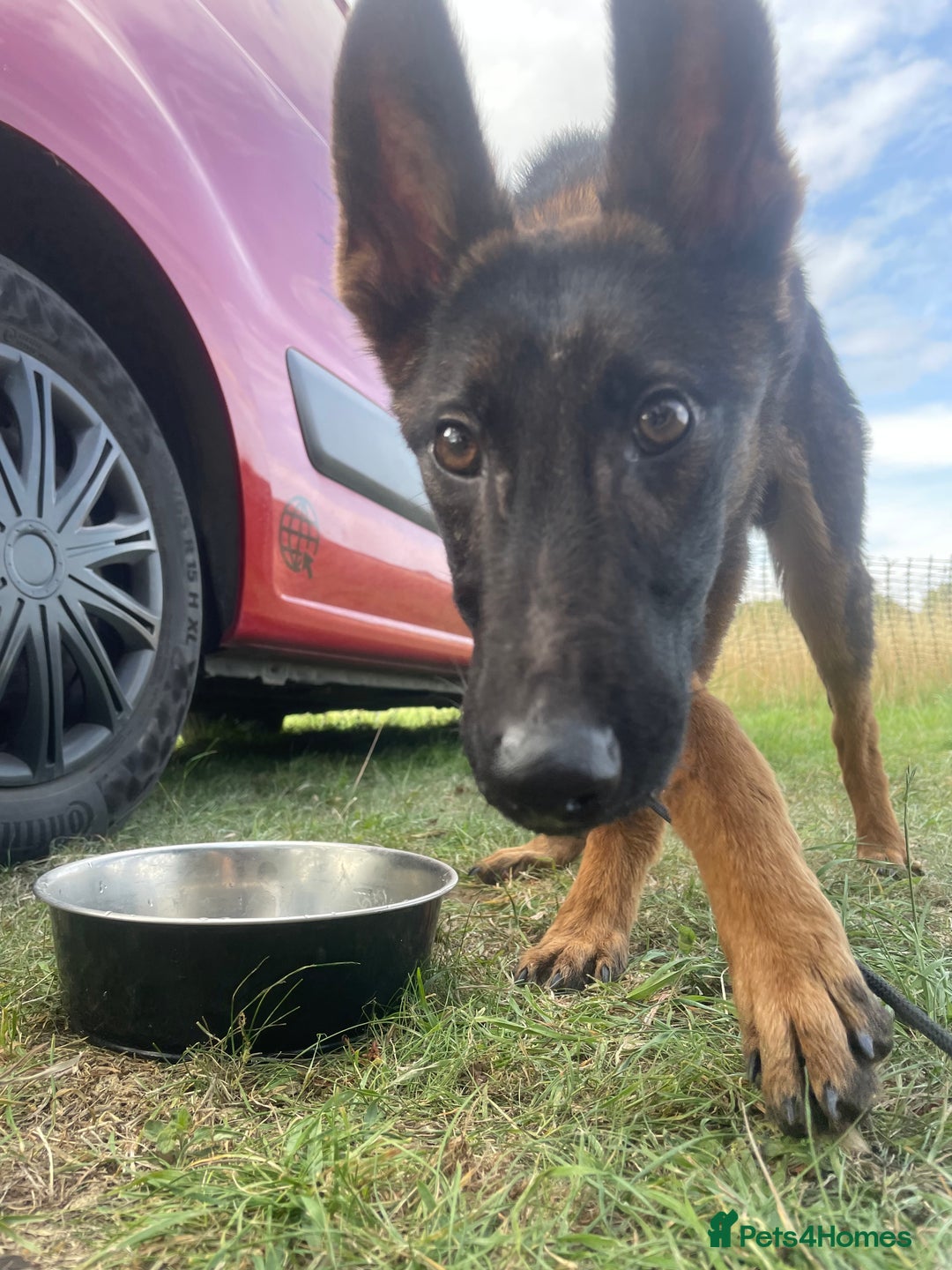 Belgian Shepherd Dog dogs for sale: 6x Malinois Puppies for Adoption - Image 3