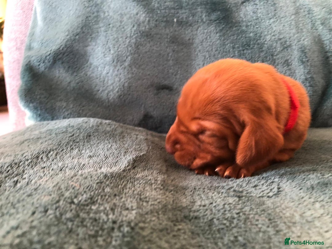 Hungarian Vizsla dogs for sale: Playfull and cheeky hungarian vizsla puppies  - Advert 37