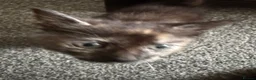 Mixed Breed cats for sale: 3 kittens available now - Advert 6