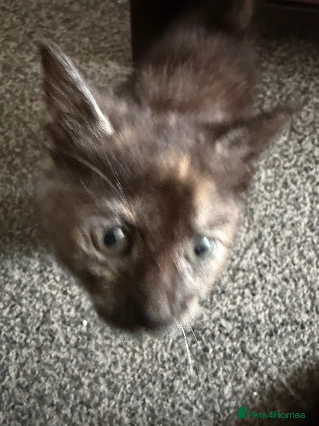 Mixed Breed cats for sale: 3 kittens available now - Advert 6